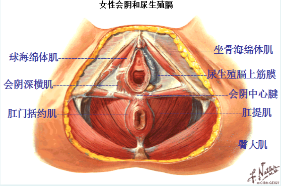 盆底肌修复治疗